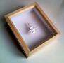 entoform sedecim in box 1
