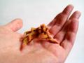 entoforms nuntius culpa in hand 1